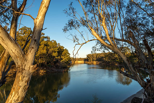 The Murray