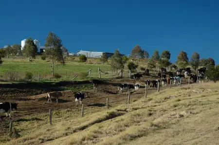 Attunga