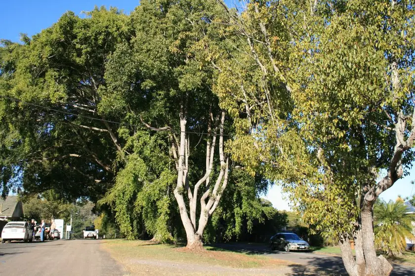 Beerburrum